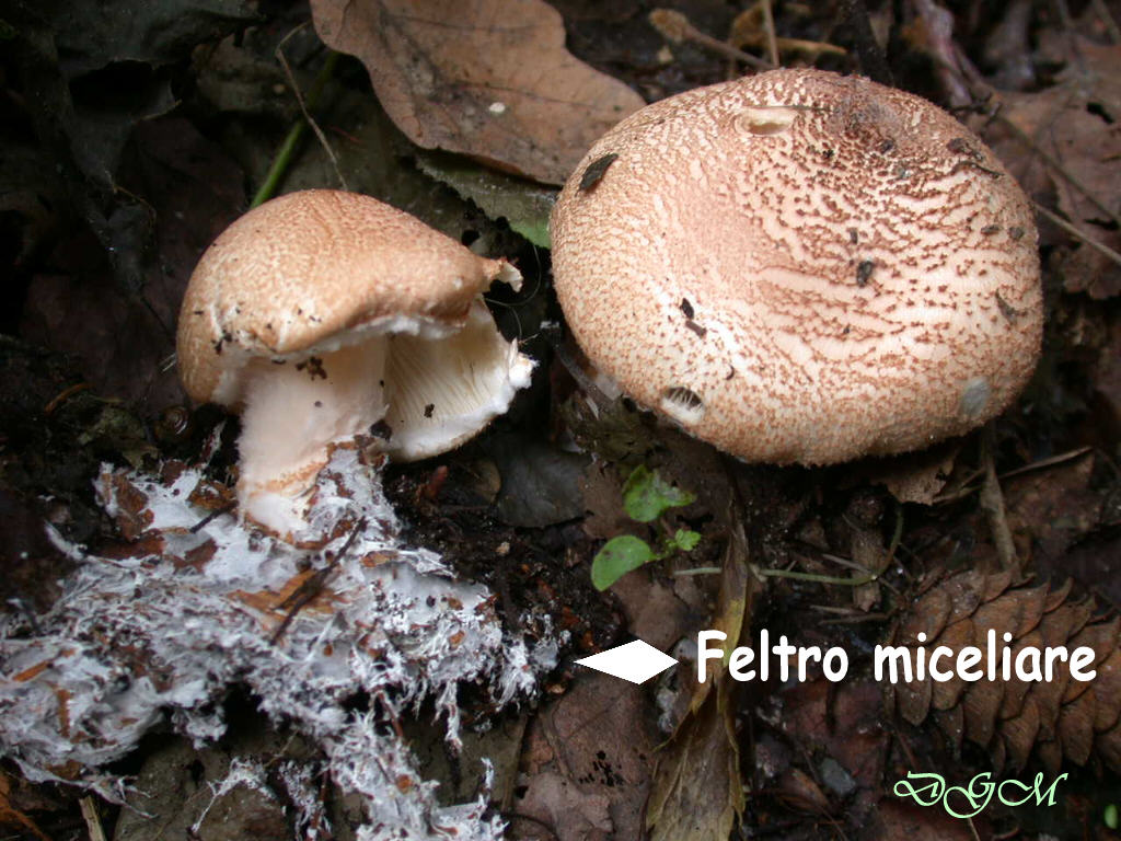 Funghi di miniera